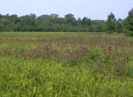 Wet Meadows